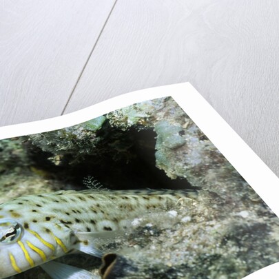 Speckled Sandperch by Anonymous