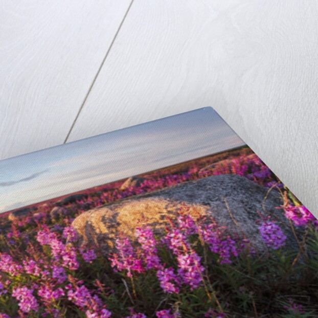 Fireweed, Hudson Bay, Canada by Anonymous