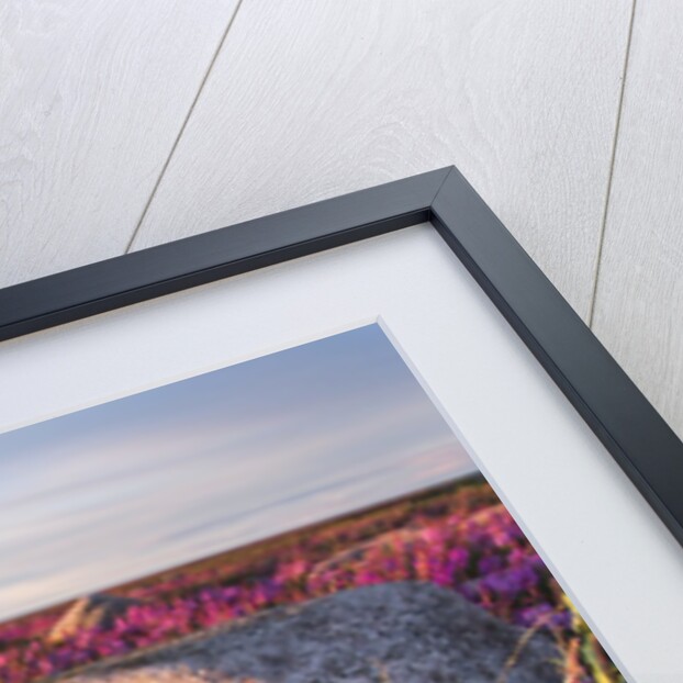 Fireweed, Hudson Bay, Canada by Anonymous