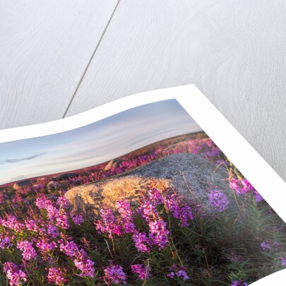 Fireweed, Hudson Bay, Canada by Anonymous