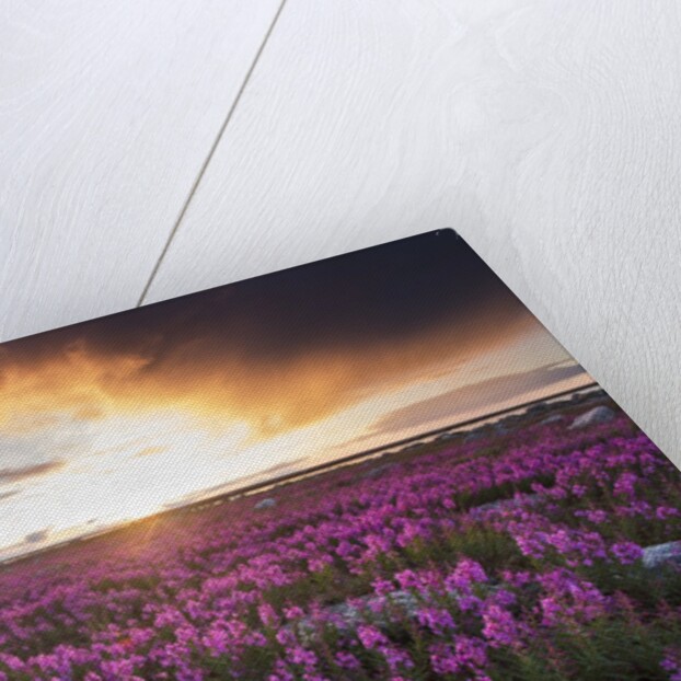 Fireweed, Hudson Bay, Canada by Anonymous