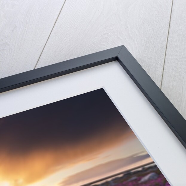 Fireweed, Hudson Bay, Canada by Anonymous