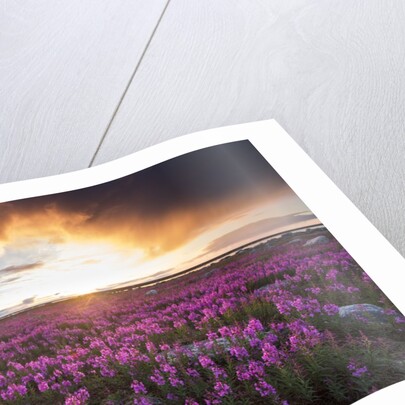 Fireweed, Hudson Bay, Canada by Anonymous