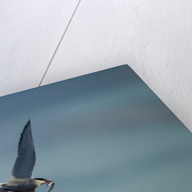 Arctic Terns, Hudson Bay, Canada by Anonymous
