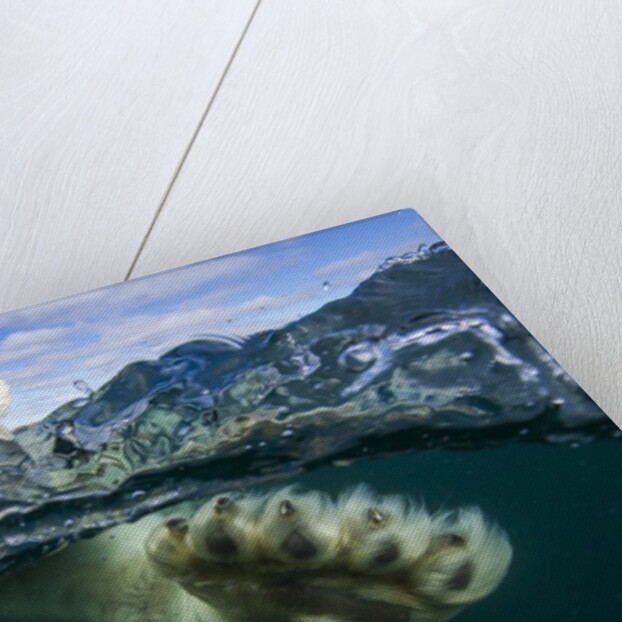 Underwater Polar Bear, Hudson Bay, Nunavut, Canada by Anonymous