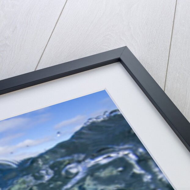 Underwater Polar Bear, Hudson Bay, Nunavut, Canada by Anonymous