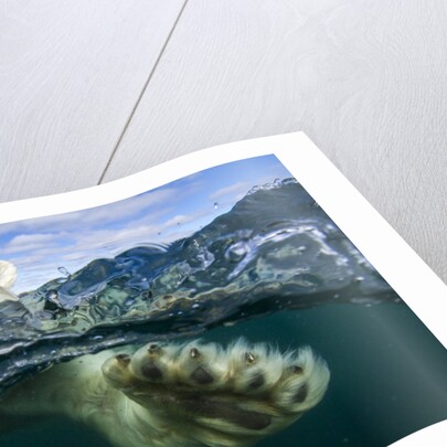 Underwater Polar Bear, Hudson Bay, Nunavut, Canada by Anonymous