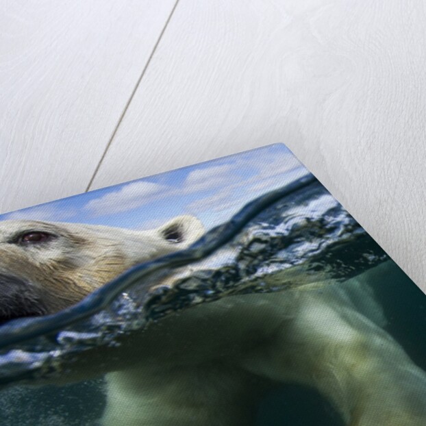 Underwater Polar Bear, Hudson Bay, Nunavut, Canada by Anonymous
