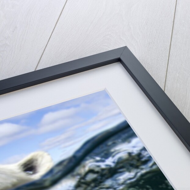 Underwater Polar Bear, Hudson Bay, Nunavut, Canada by Anonymous