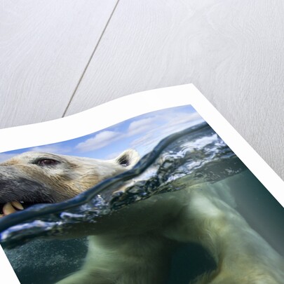 Underwater Polar Bear, Hudson Bay, Nunavut, Canada by Anonymous