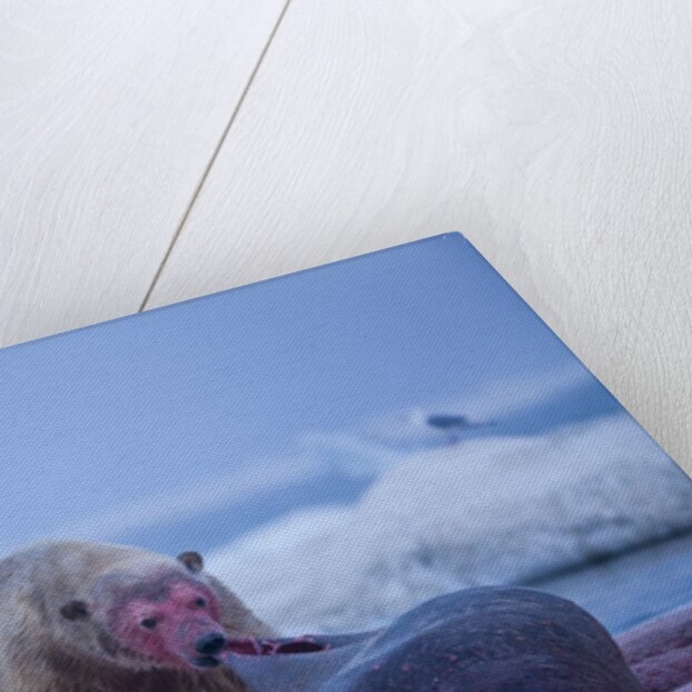 Polar Bear Feeding on Walrus, Hudson Bay, Nunavut, Canada by Anonymous
