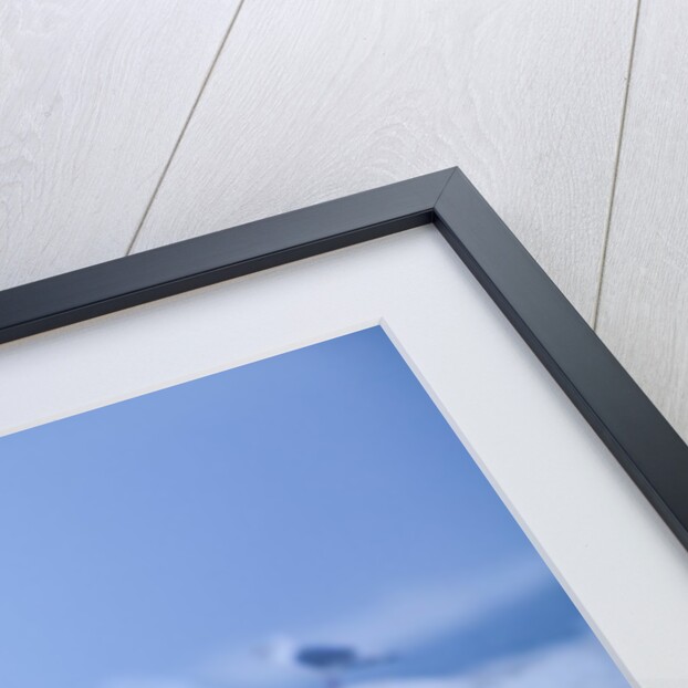 Polar Bear Feeding on Walrus, Hudson Bay, Nunavut, Canada by Anonymous