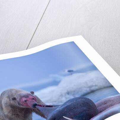 Polar Bear Feeding on Walrus, Hudson Bay, Nunavut, Canada by Anonymous