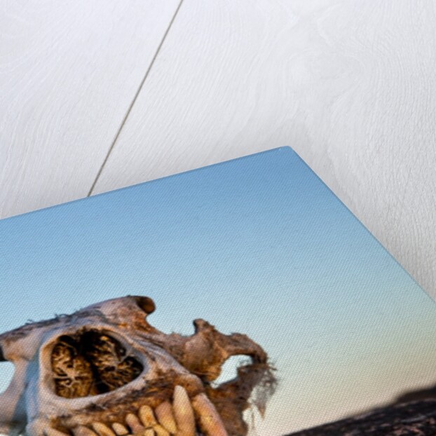 Polar Bear Skull, Hudson Bay, Nunavut, Canada by Anonymous