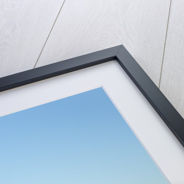 Polar Bear Skull, Hudson Bay, Nunavut, Canada by Anonymous