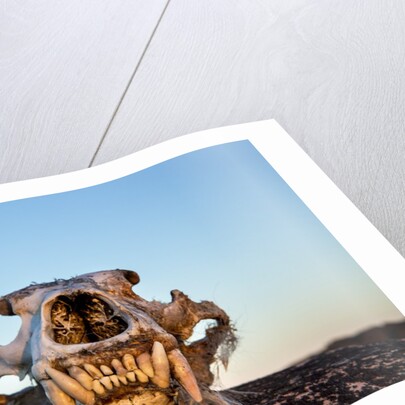 Polar Bear Skull, Hudson Bay, Nunavut, Canada by Anonymous