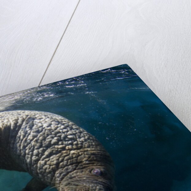 Underwater View of Walrus, Hudson Bay, Nunavut, Canada by Anonymous