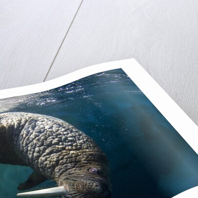 Underwater View of Walrus, Hudson Bay, Nunavut, Canada by Anonymous