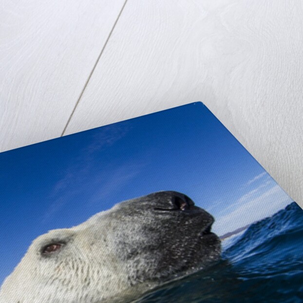 Polar Bear, Nunavut, Canada by Anonymous