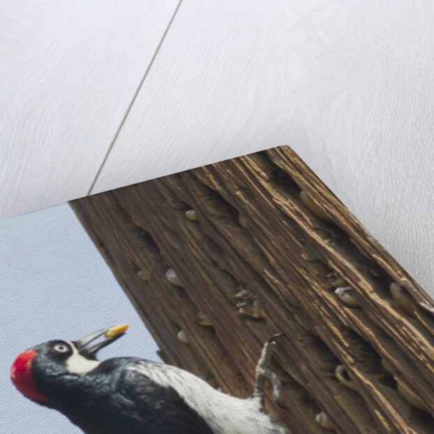 Acorn Woodpecker with acorn in its bill by Anonymous