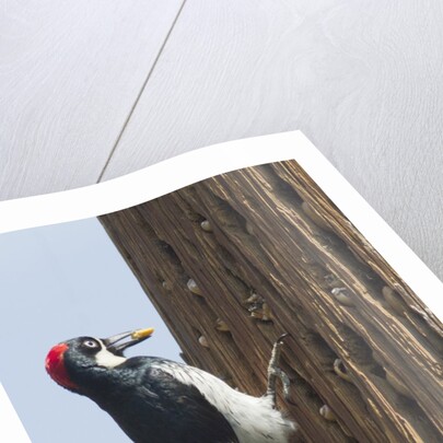 Acorn Woodpecker with acorn in its bill by Anonymous