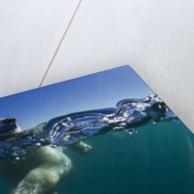Polar Bear, Hudson Bay, Nunavut, Canada by Anonymous