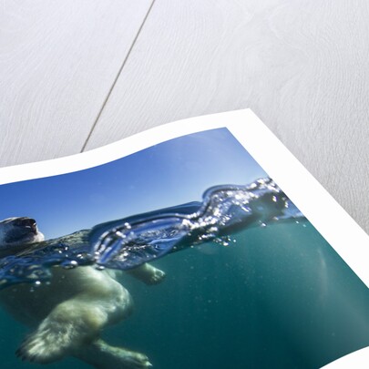 Polar Bear, Hudson Bay, Nunavut, Canada by Anonymous