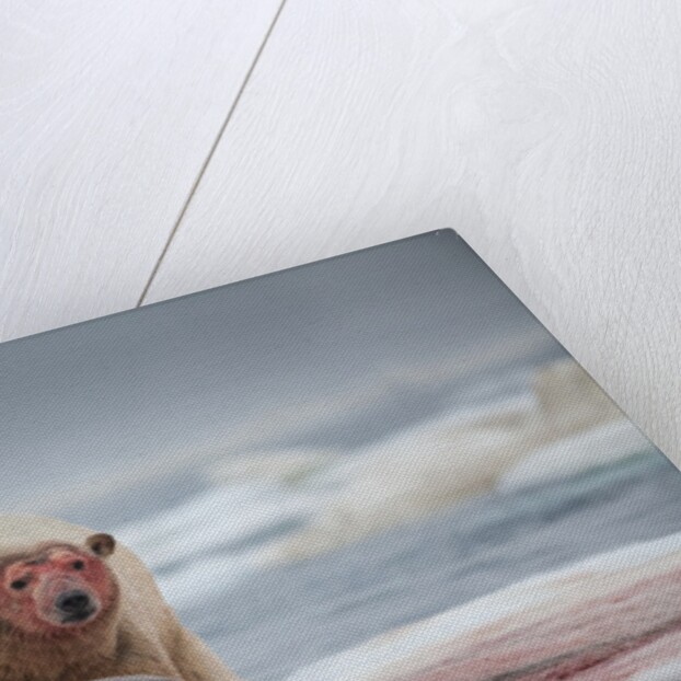 Polar Bear Feeding on Walrus, Hudson Bay, Nunavut, Canada by Anonymous