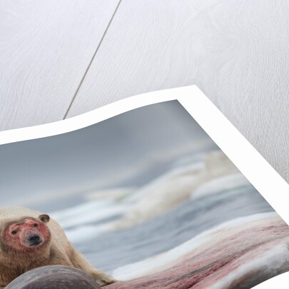 Polar Bear Feeding on Walrus, Hudson Bay, Nunavut, Canada by Anonymous