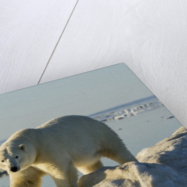 Polar Bear, Hudson Bay, Nunavut, Canada by Anonymous