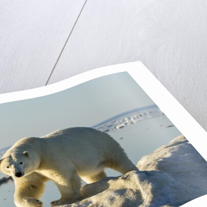 Polar Bear, Hudson Bay, Nunavut, Canada by Anonymous