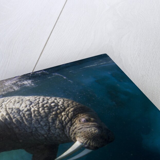 Underwater View of Walrus, Hudson Bay, Nunavut, Canada by Anonymous