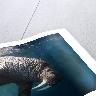 Underwater View of Walrus, Hudson Bay, Nunavut, Canada by Anonymous
