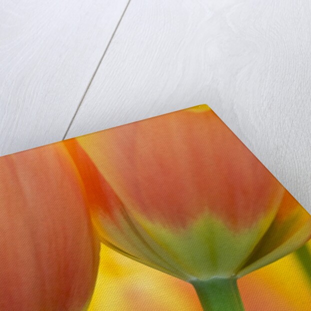 Closeup of tulip. by Anonymous