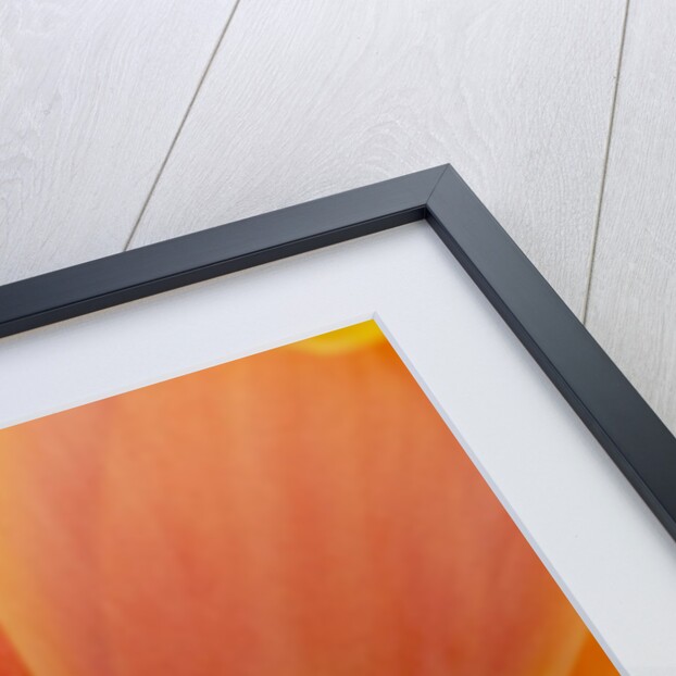 Closeup of tulip. by Anonymous