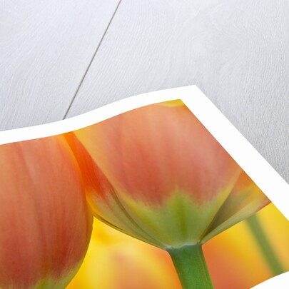 Closeup of tulip. by Anonymous
