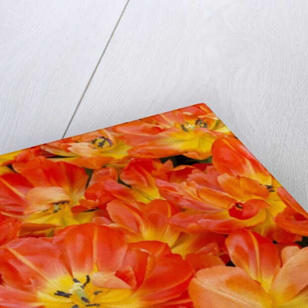 Bright orange tulips with their blossoms open. by Anonymous