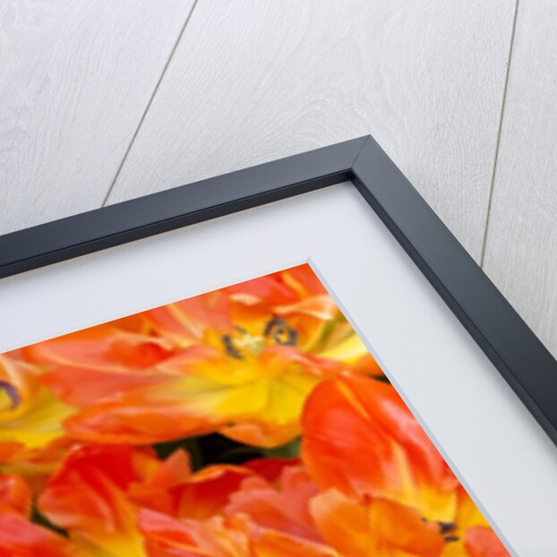 Bright orange tulips with their blossoms open. by Anonymous