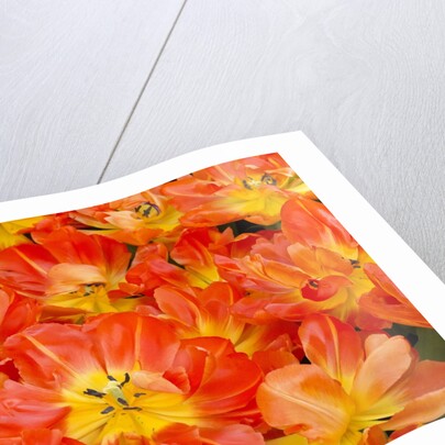 Bright orange tulips with their blossoms open. by Anonymous