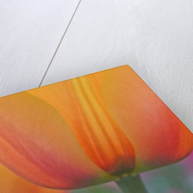 Closeup of tulip. by Anonymous