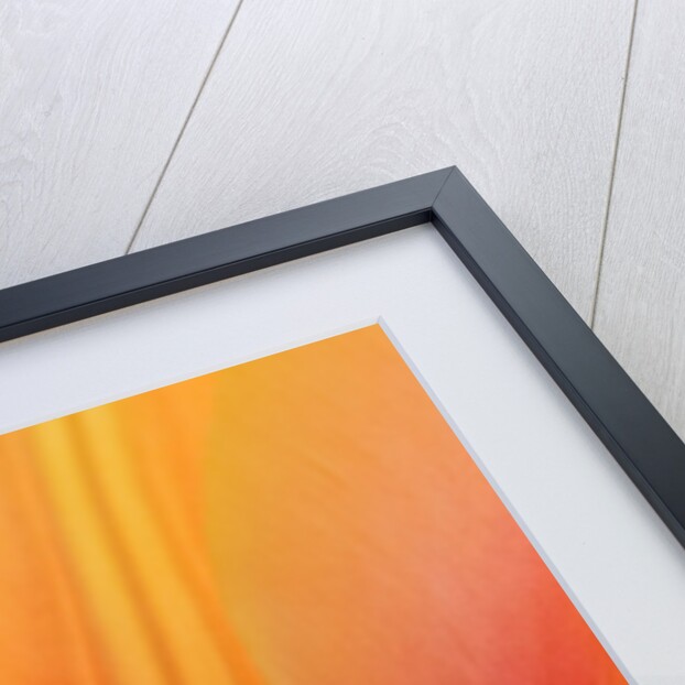 Closeup of tulip. by Anonymous