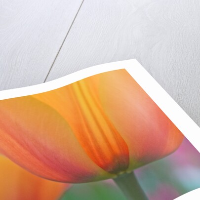 Closeup of tulip. by Anonymous