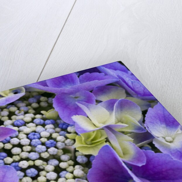Closeup of a lacecap Hydrangea (Hydrangea macrophylla normalis). by Anonymous