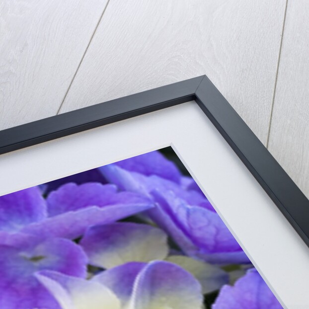 Closeup of a lacecap Hydrangea (Hydrangea macrophylla normalis). by Anonymous