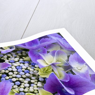 Closeup of a lacecap Hydrangea (Hydrangea macrophylla normalis). by Anonymous