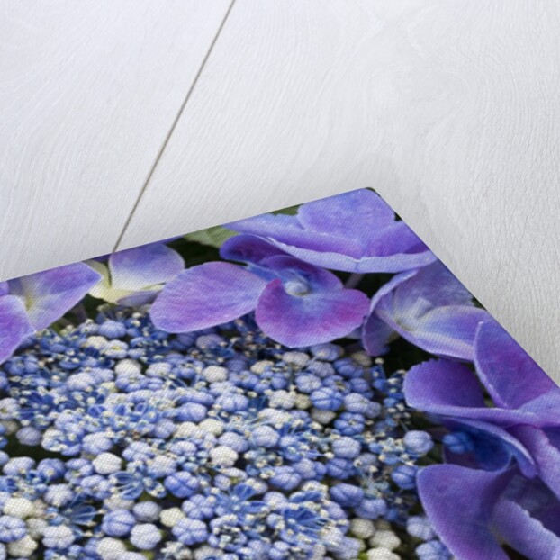 Closeup of a lacecap Hydrangea (Hydrangea macrophylla normalis). by Anonymous