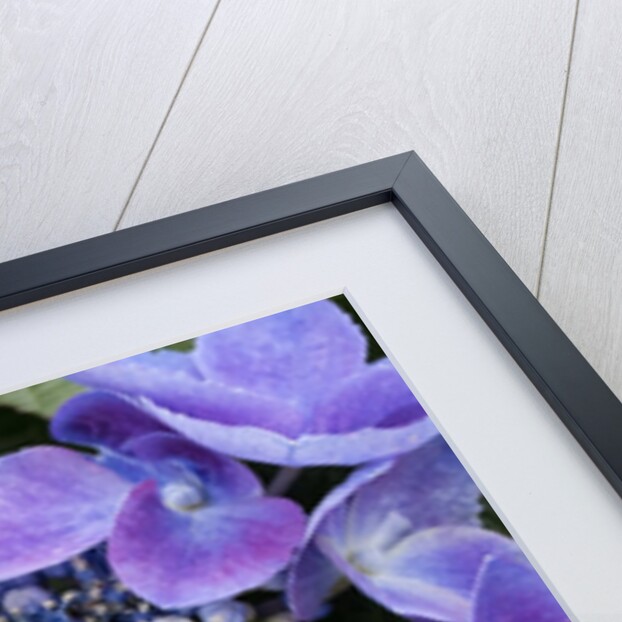 Closeup of a lacecap Hydrangea (Hydrangea macrophylla normalis). by Anonymous