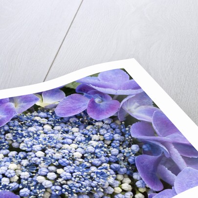 Closeup of a lacecap Hydrangea (Hydrangea macrophylla normalis). by Anonymous