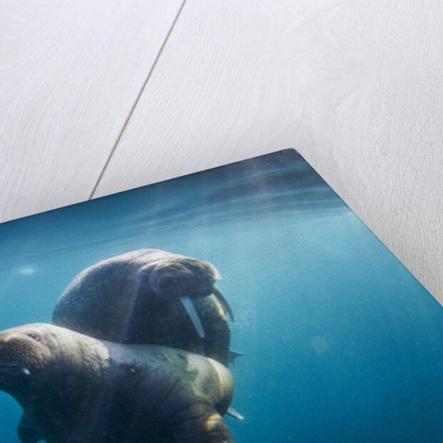 Walrus and Calf, Hudson Bay, Nunavut, Canada by Anonymous