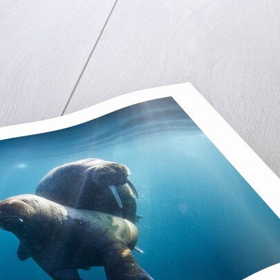 Walrus and Calf, Hudson Bay, Nunavut, Canada by Anonymous